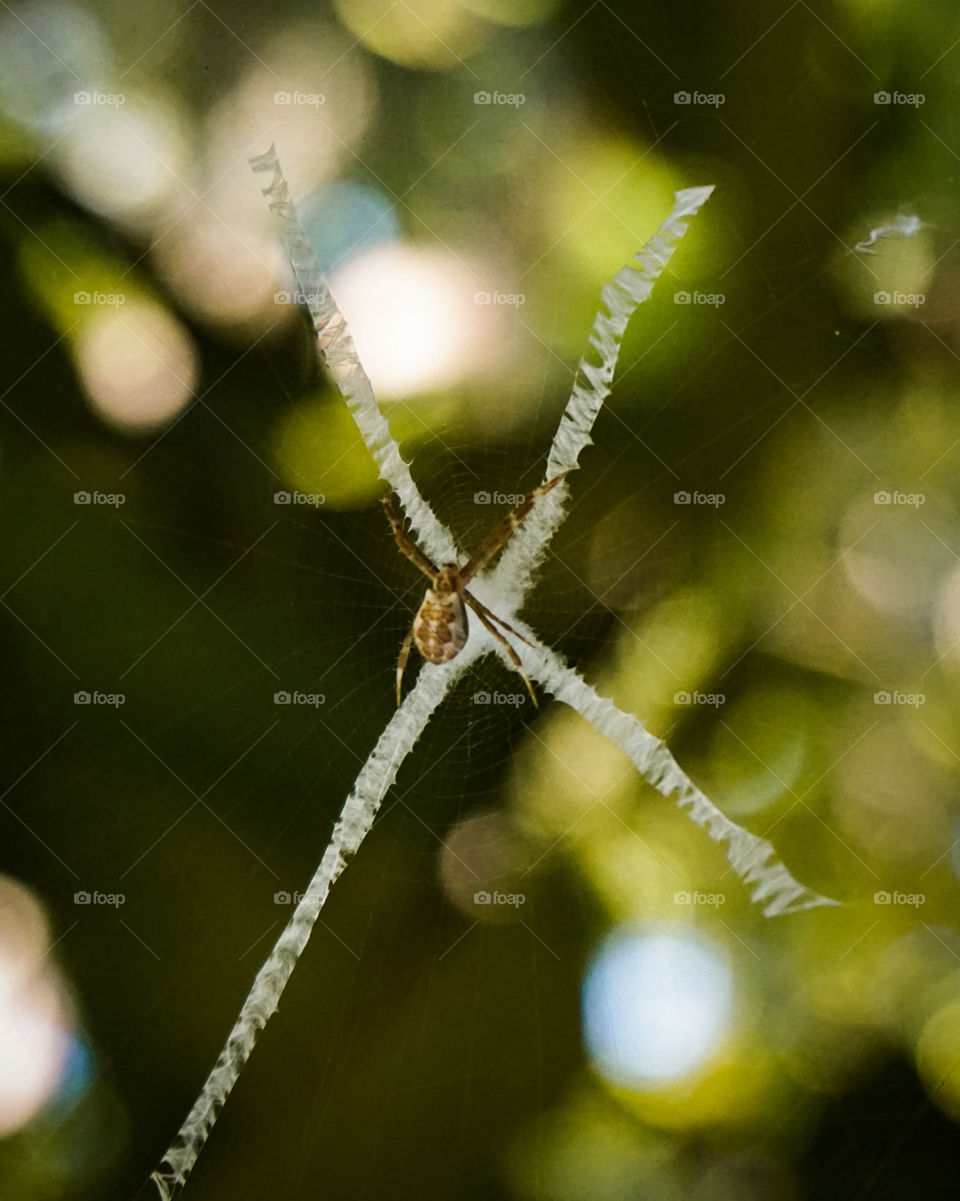A spider with its web.