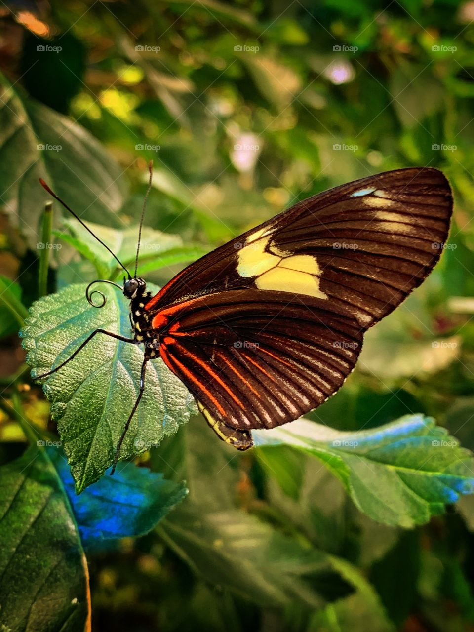 closeup of a beautiful butterfly sitting on a green leaf in a warm butterfly room