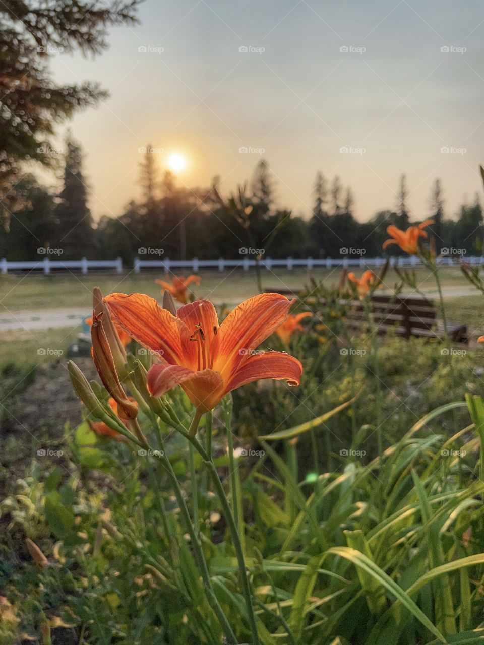 Tiger lilies and the sunset