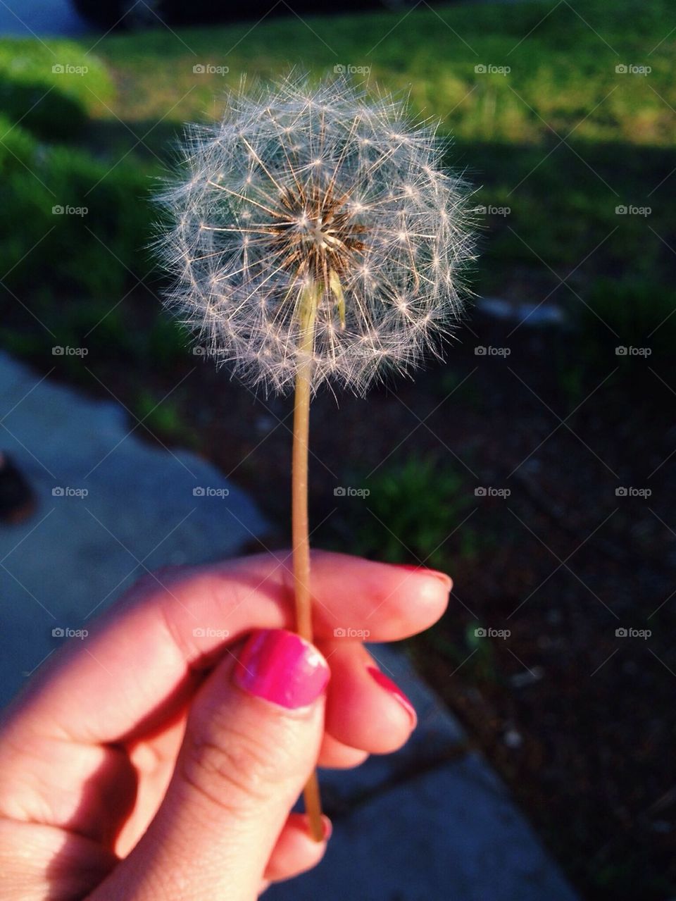 Make a wish