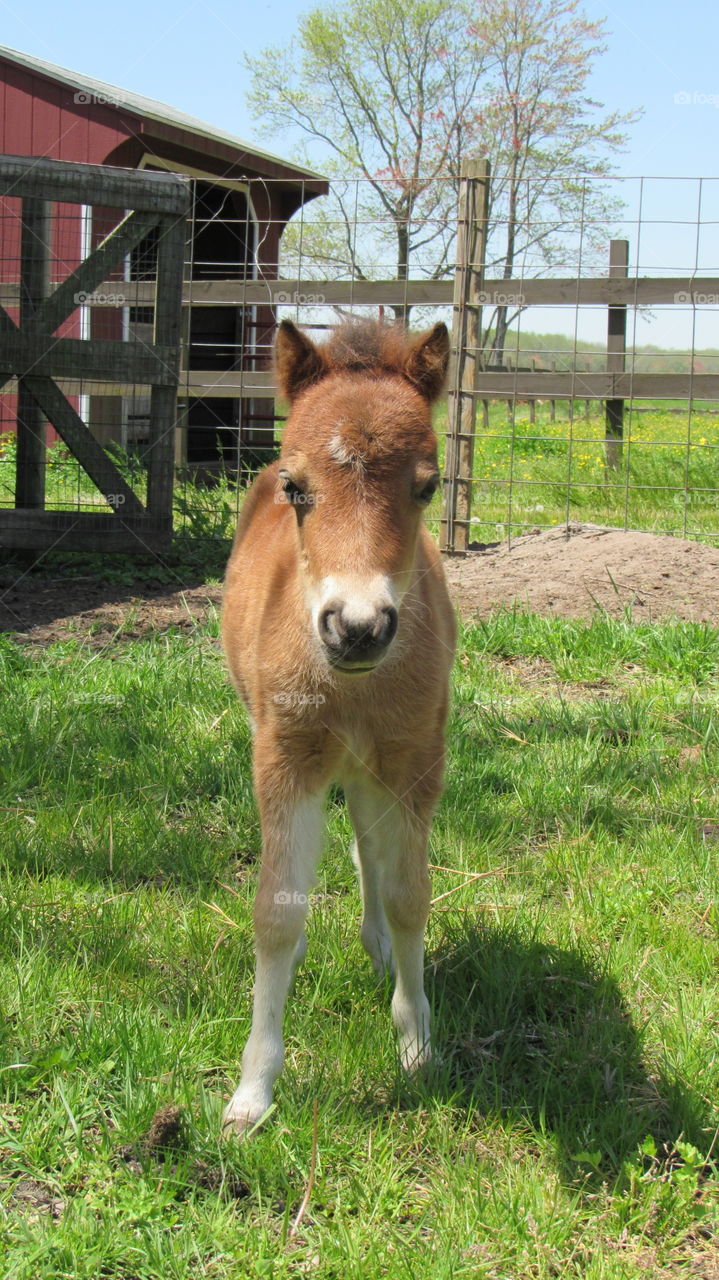 Newborn miniature filly standing in the pasture for the first time