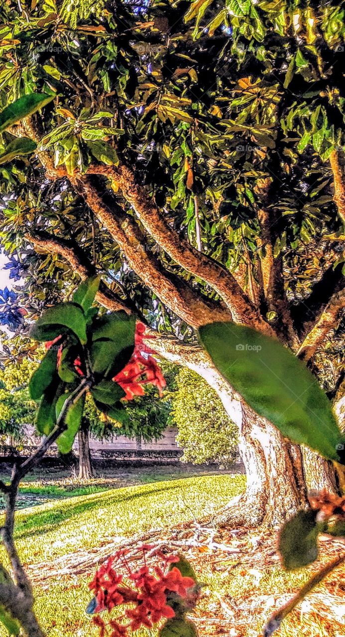 Old Oak Tree near pond and Tropical foliage