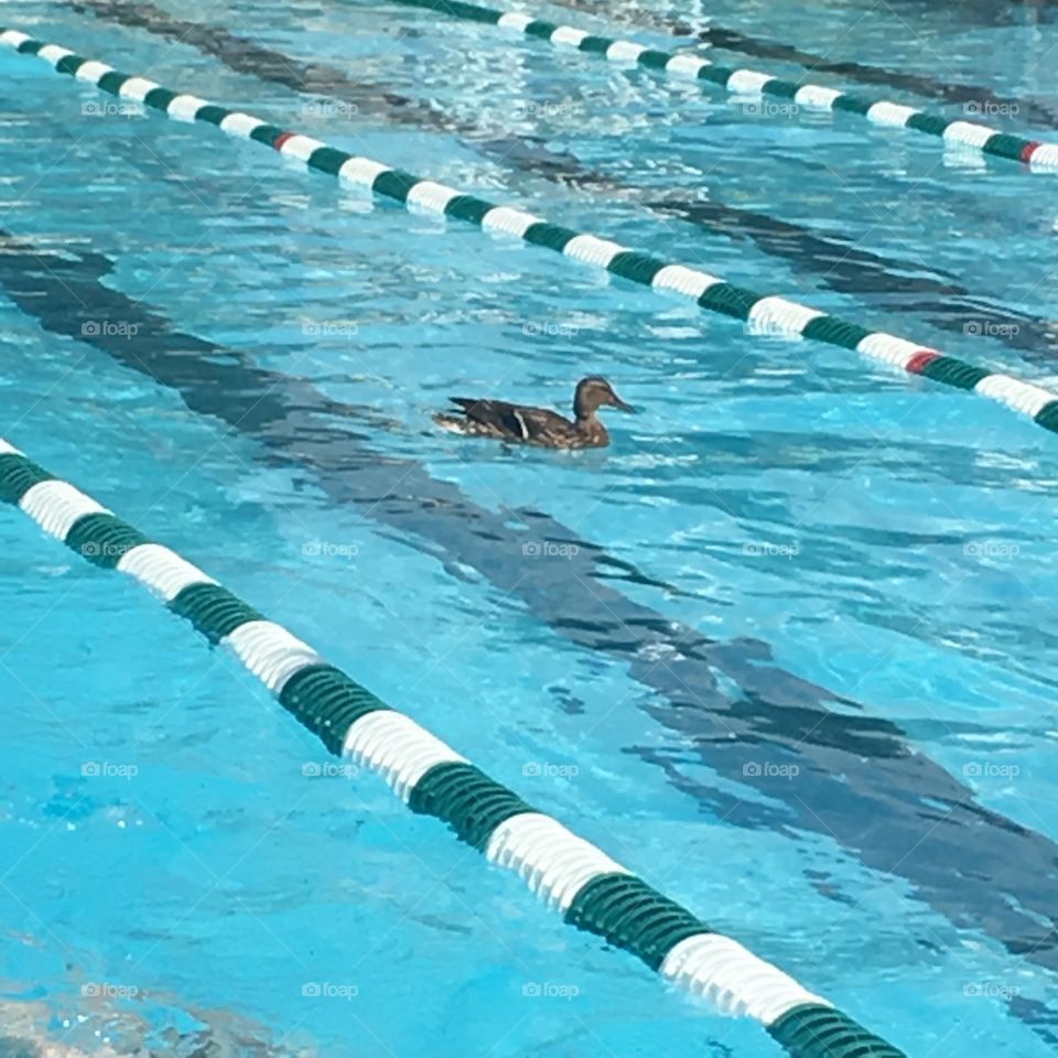 Yes, that's a duck in the pool!