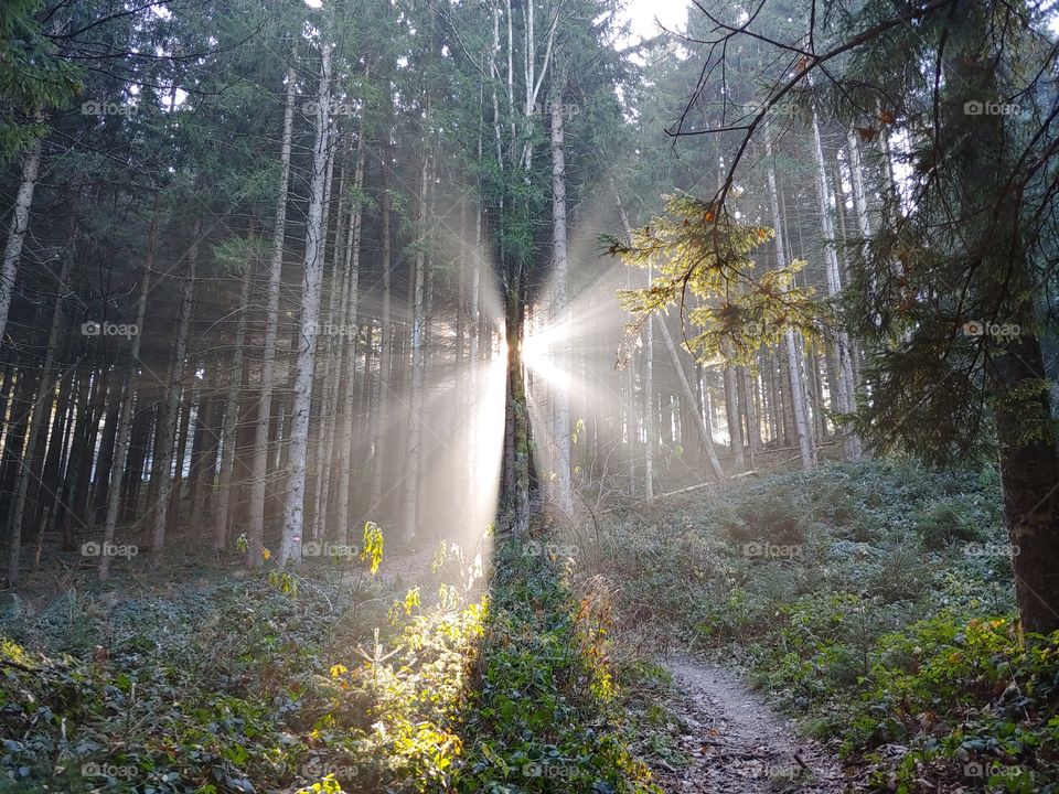 Sun breaking through the morning mist in forrest