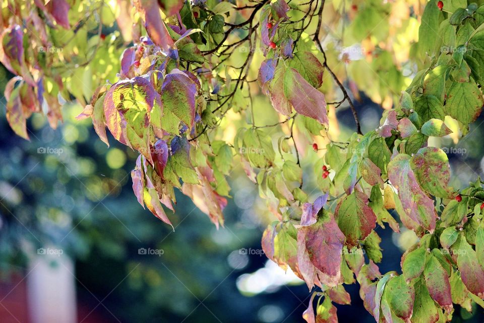 Fall Leaves