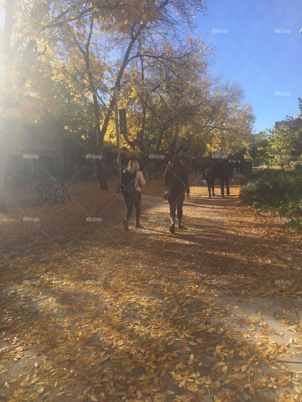 Fall walks to class