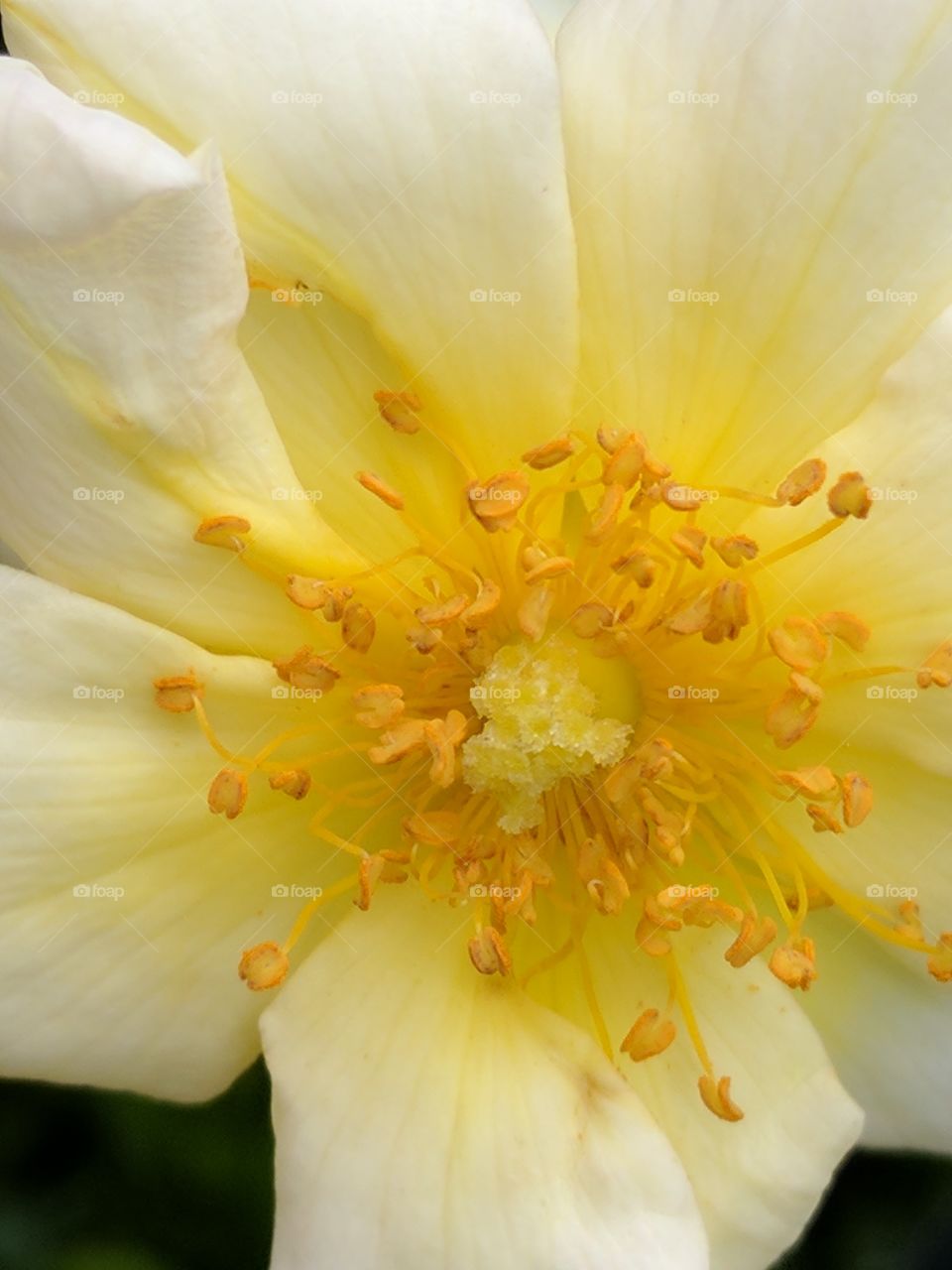 yellow rose close up