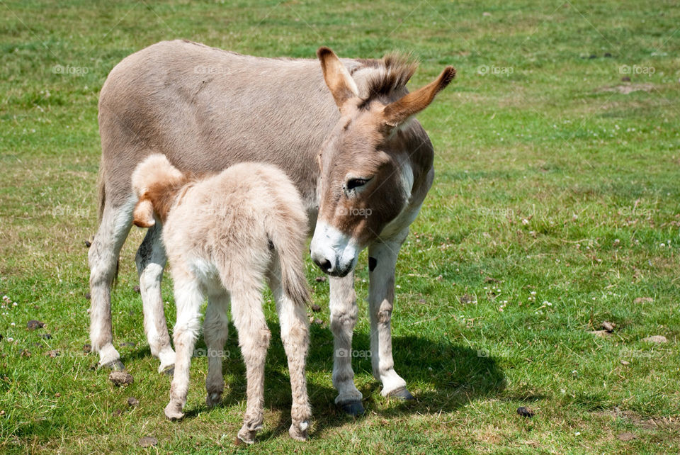 animal zoo donkey foal by jbdc