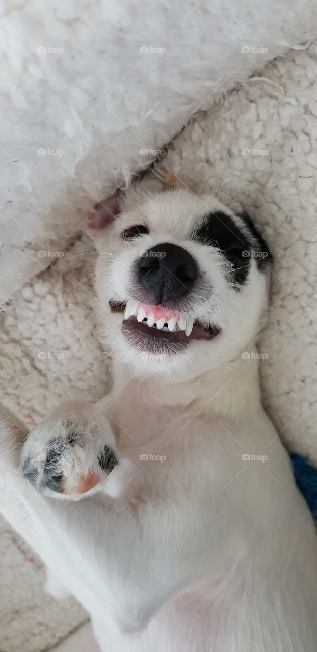 Happy little puppy