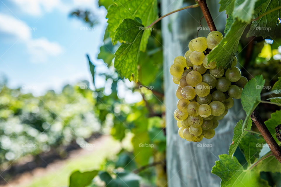 Close-up of grapes on tree