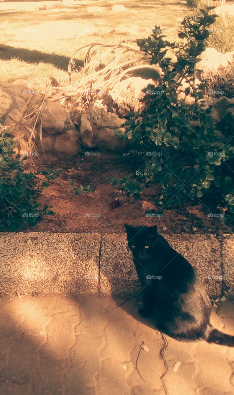 Black furry cat sit on pavement in street 
and looking