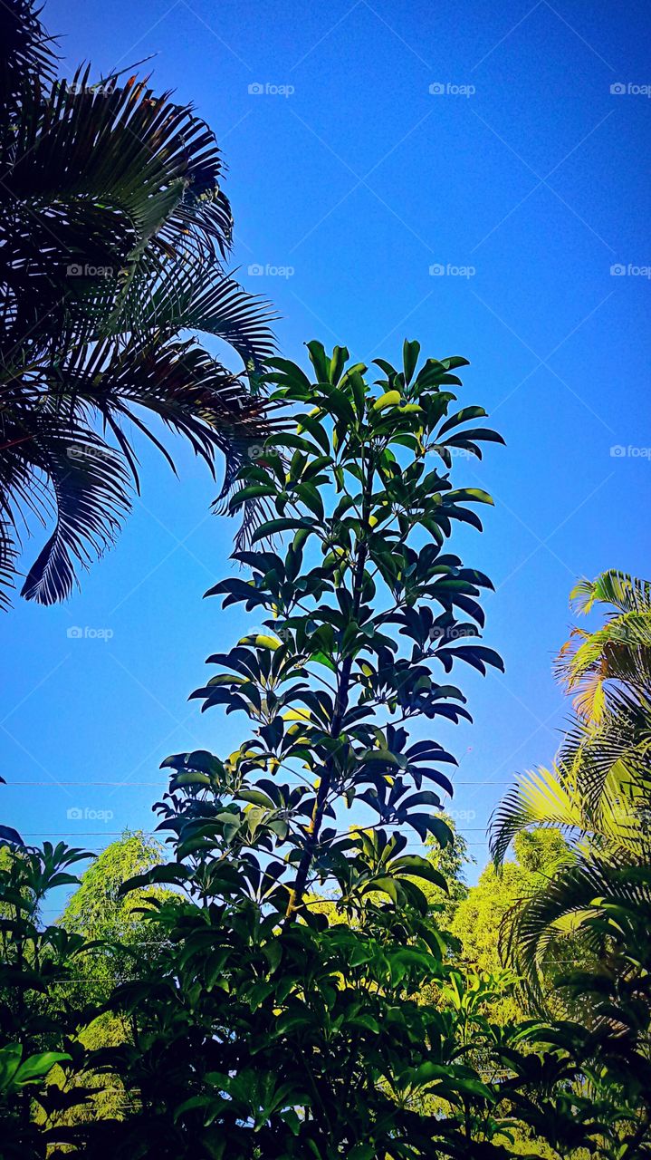 CÉU AZULÃO RAMO VERDE