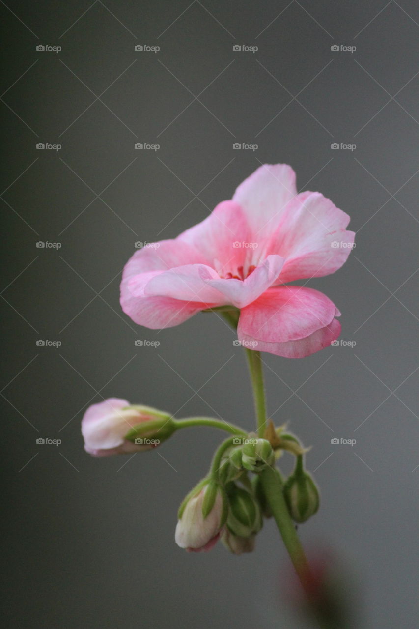 Geranium flower