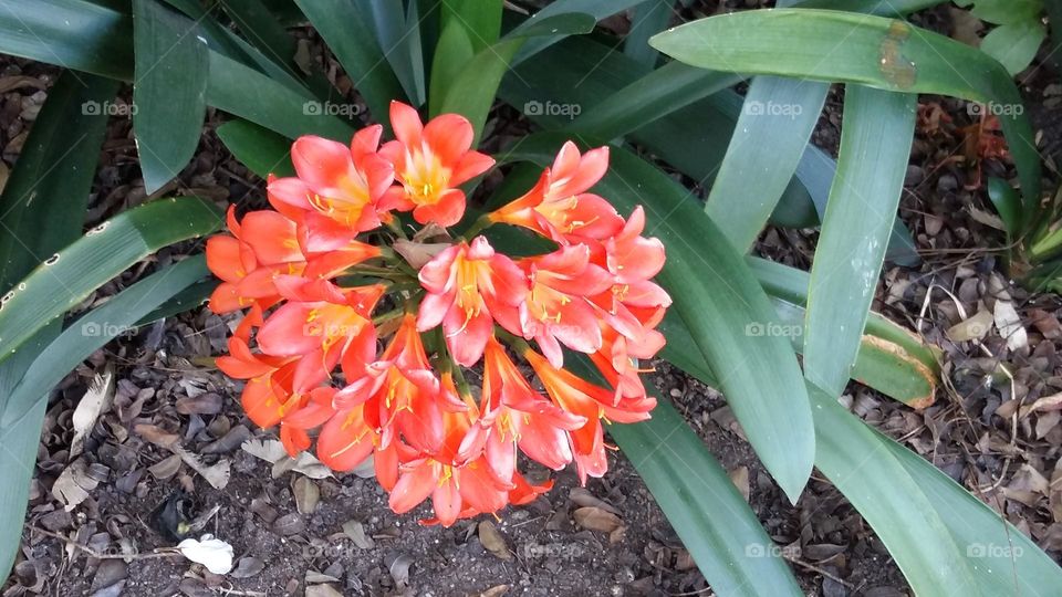 Clivia