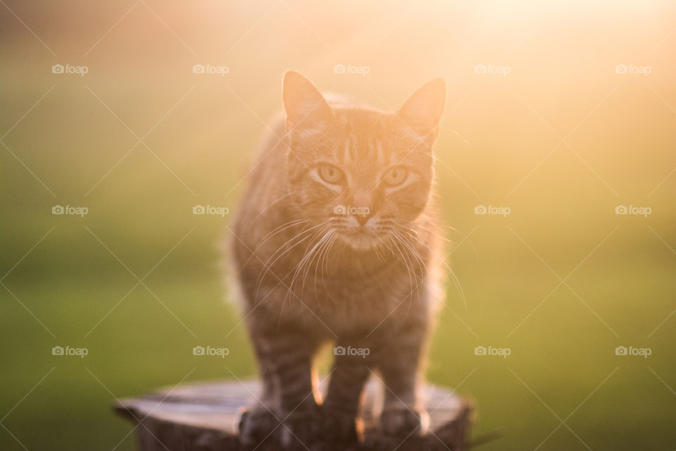 Tabby Cat Sitting on a Fence Post at Sunset 