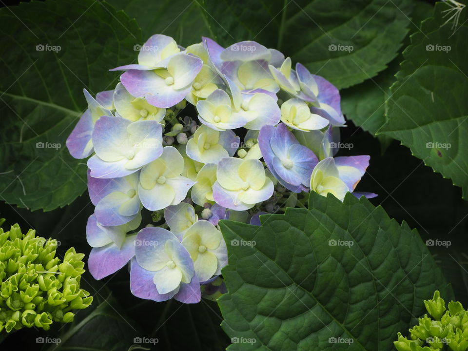 Violet  Hydrangea