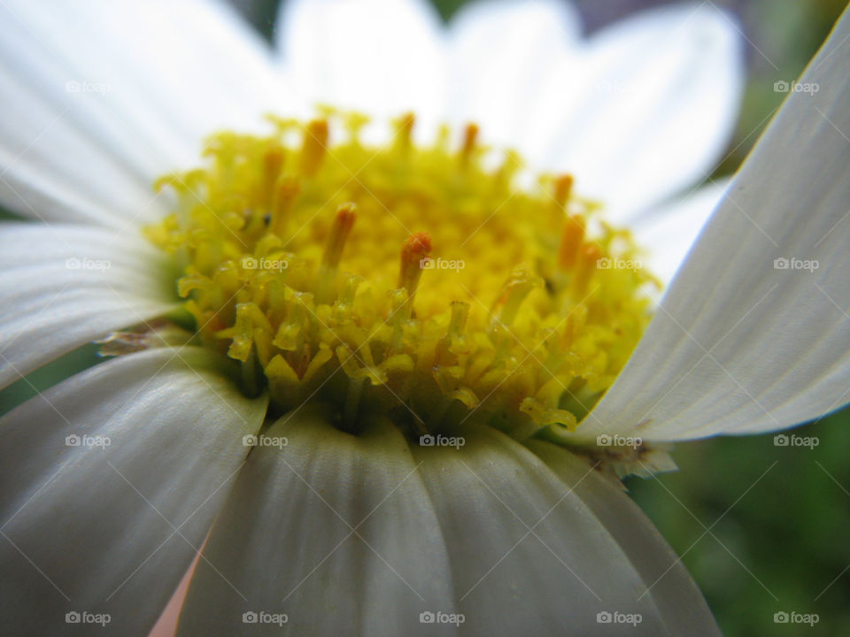 italy pollen flower macro by annas46