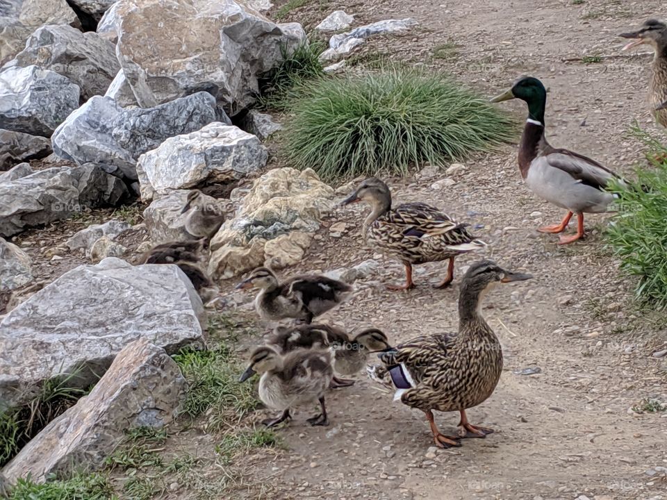 A Lake in Utah with Mommy and Baby Ducks ©️ Copyright CM Photography