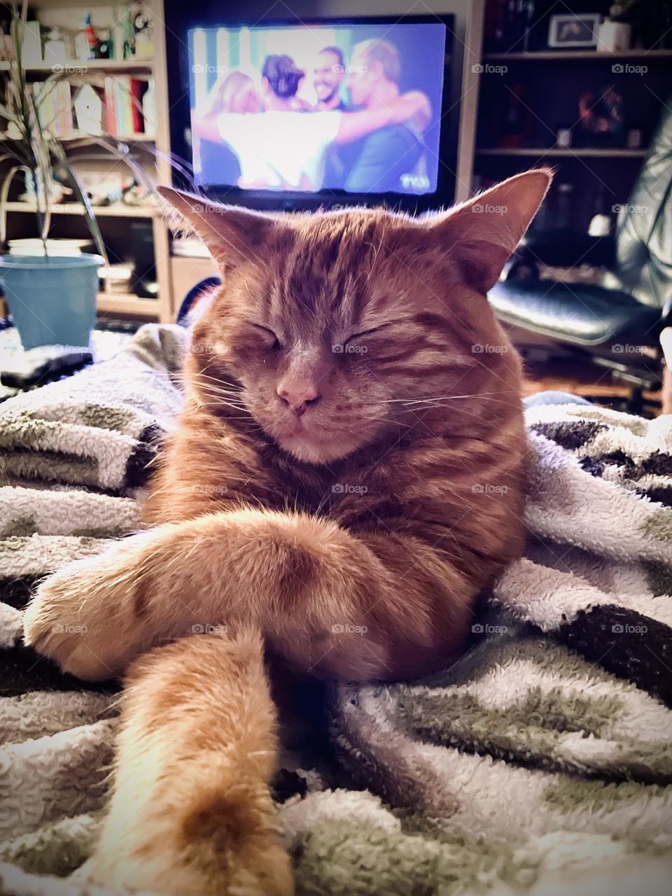 Watch tv with my cat on me…