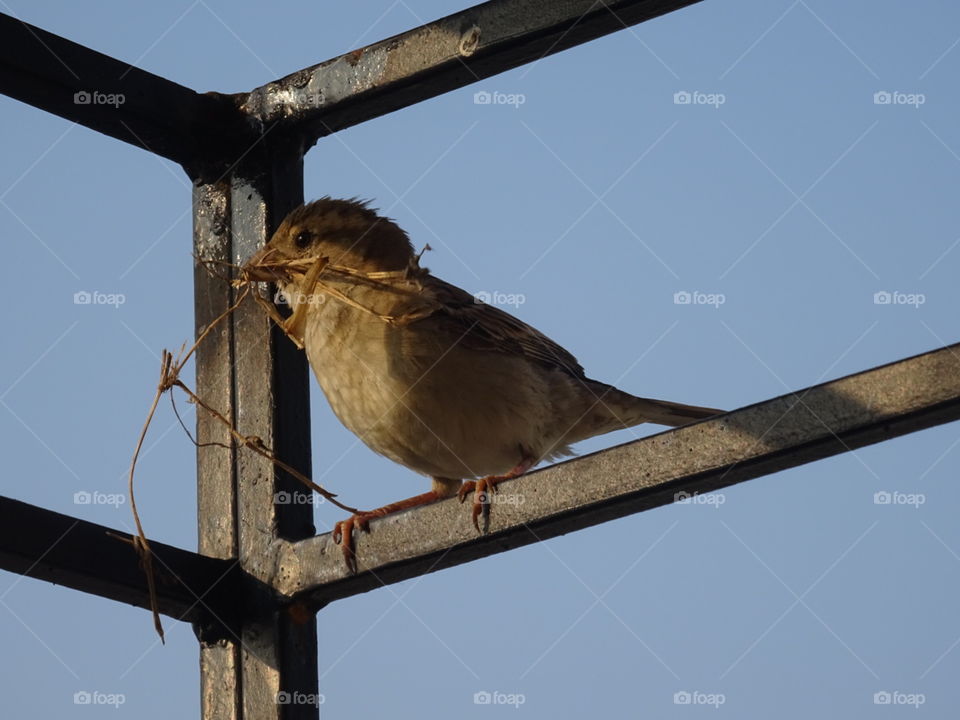 India Puducherry sparrow decide to build a nest