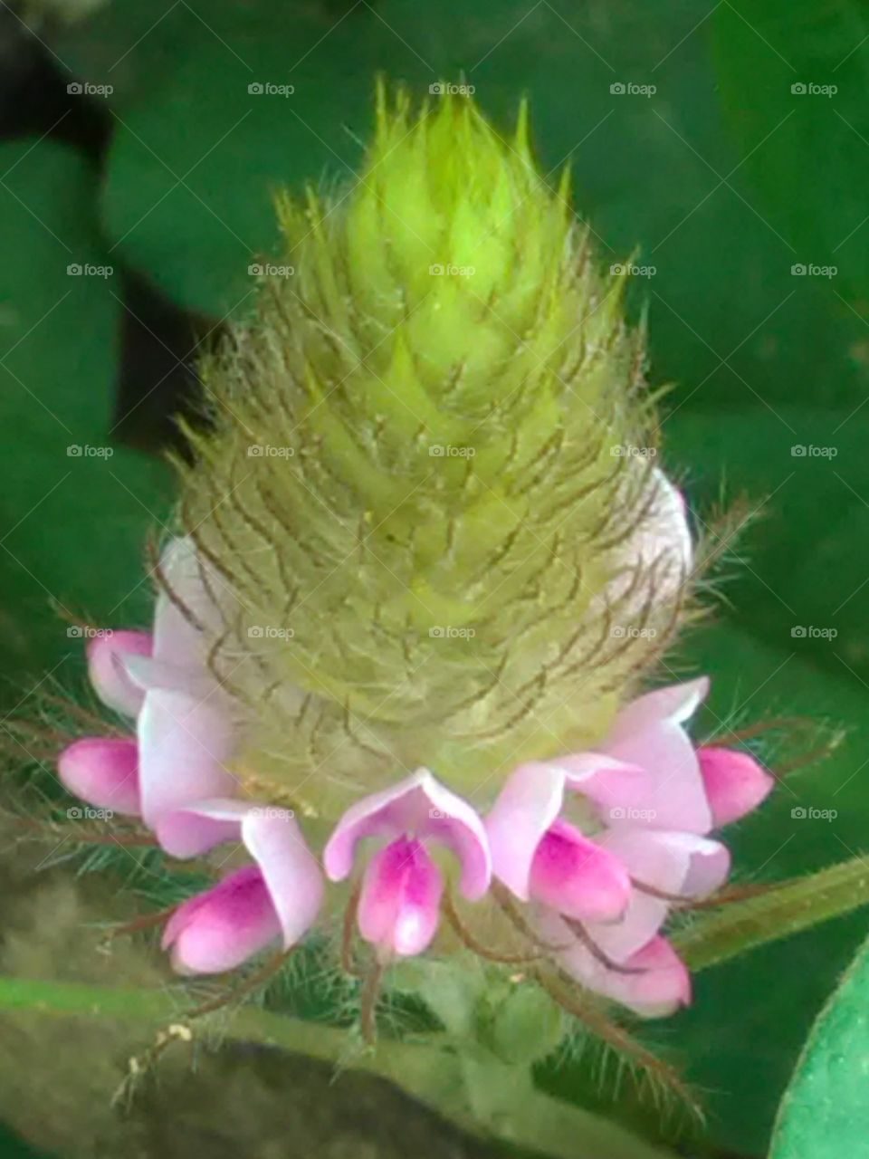 The pink flower blossoms around and the pyramid of its bees beans in between.
