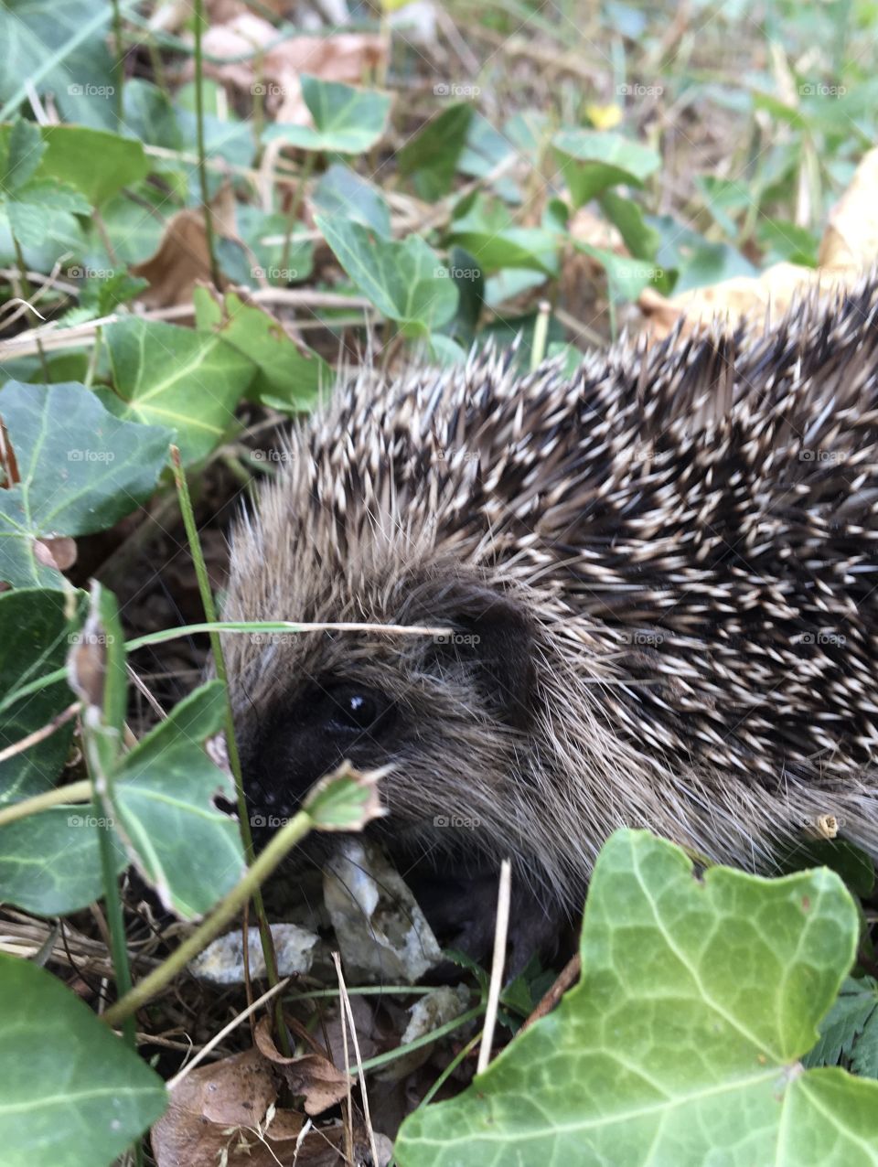 Hedgehog watching me