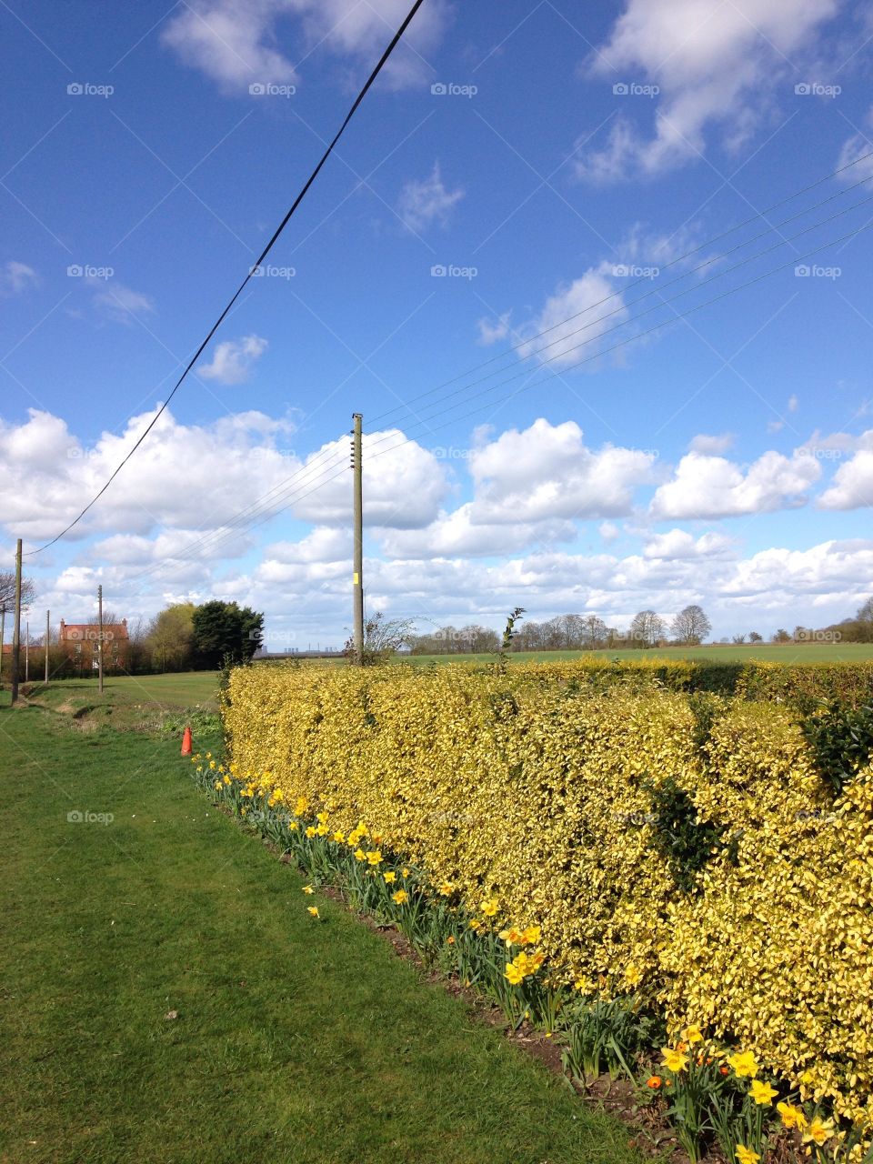 Yellow leaves hedge with daffodil flowers and farm fields in the Lincolnshire countryside on a sunny cloudy day