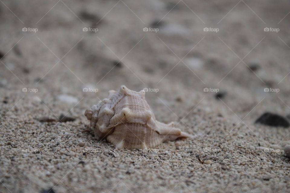 Shell