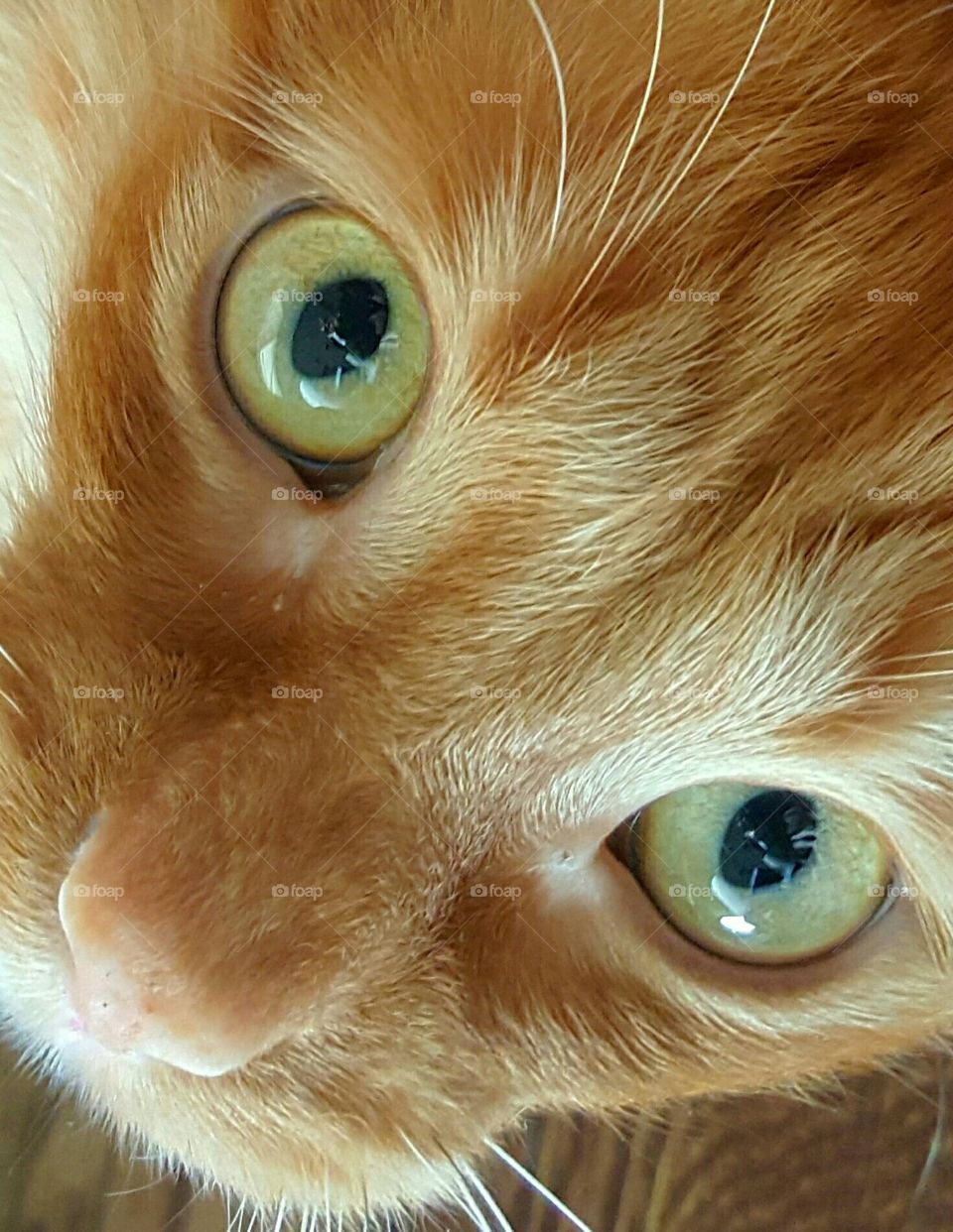 orange cat green eyes