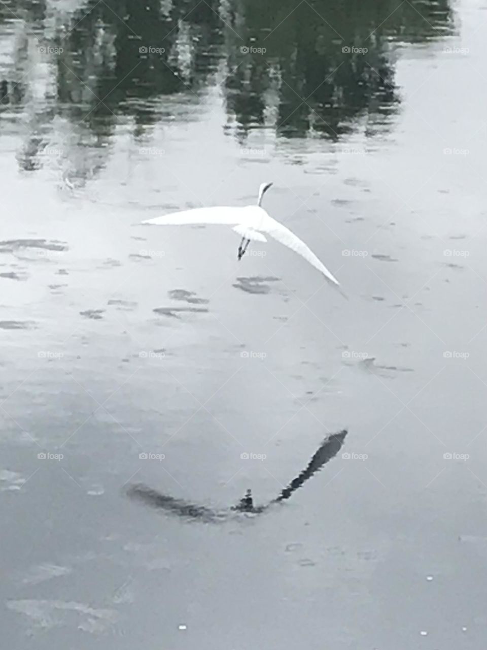 Egret