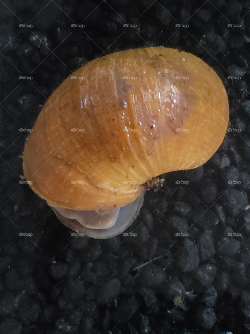 apple snail