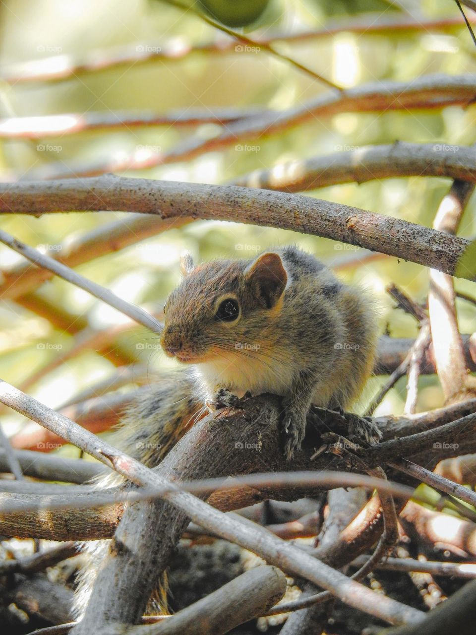 baby squirrel