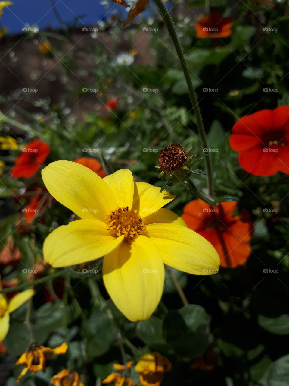 Yellow flower against red flowers and green foliage