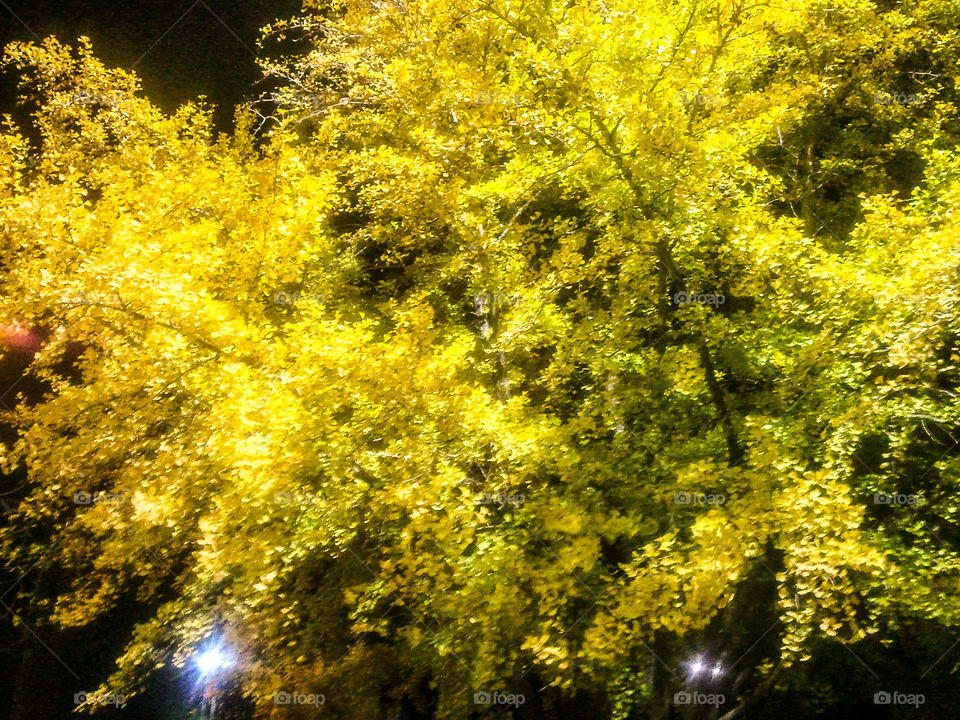 Ginko Tree at Night. a gingko tree at night