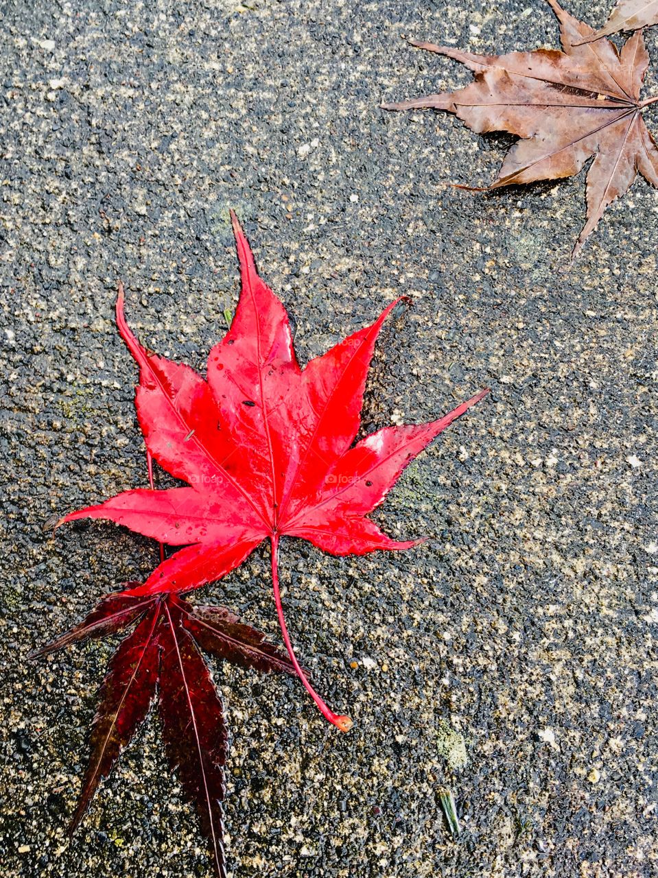 Red maple leaf