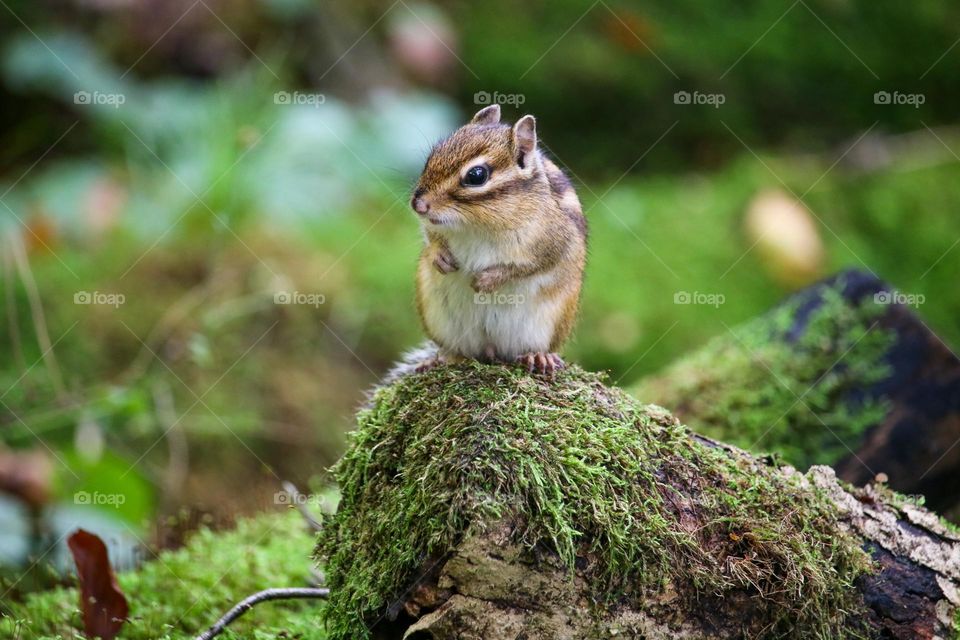 Cute little chipmunk in the forest