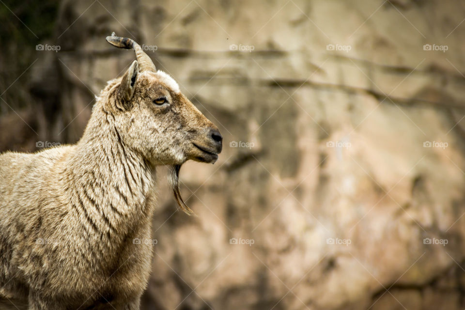 Close-up of a markhor goat