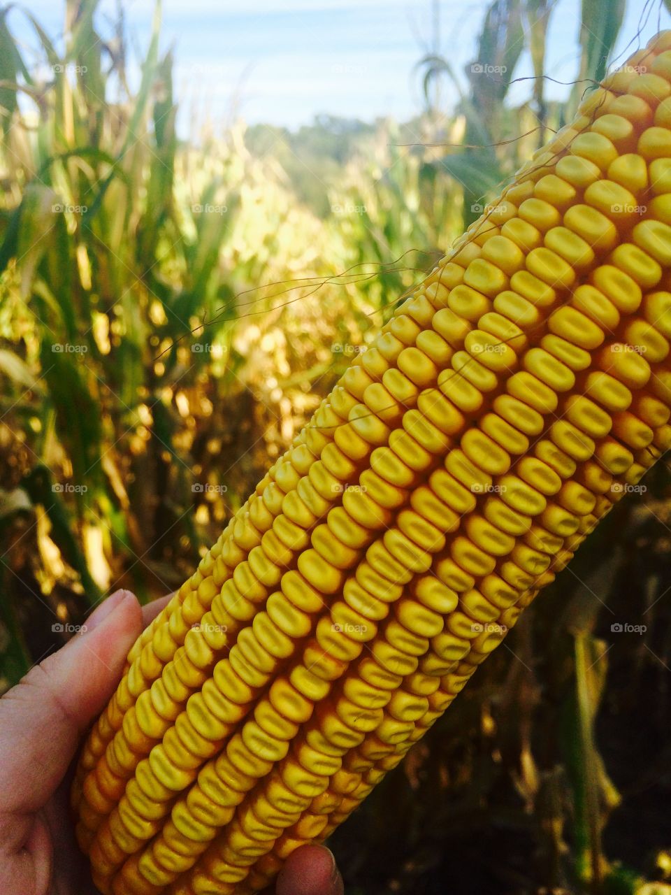 Nebraska corn 