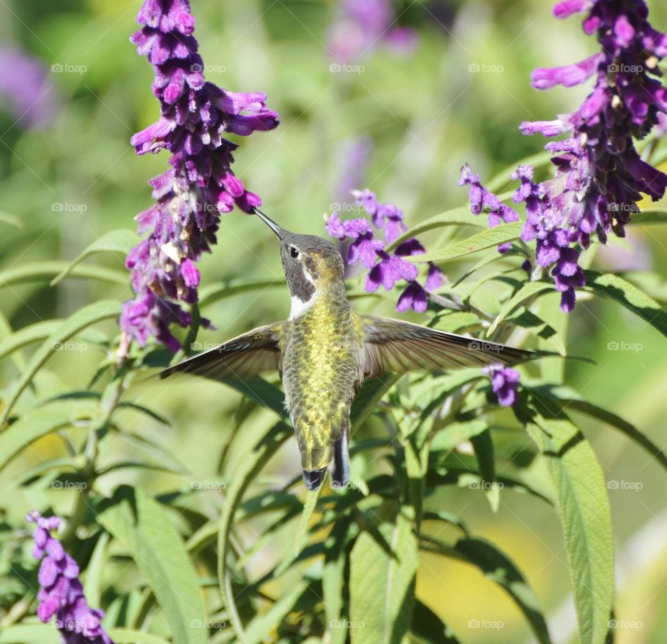 hummingbird eating from a lavender flower at a Botanical Garden in Sacramento California