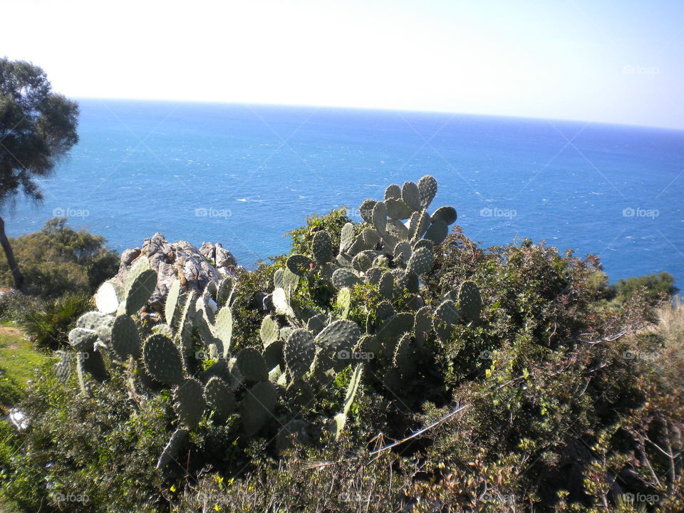 Cactus, Nature, Rock, Landscape, Sea