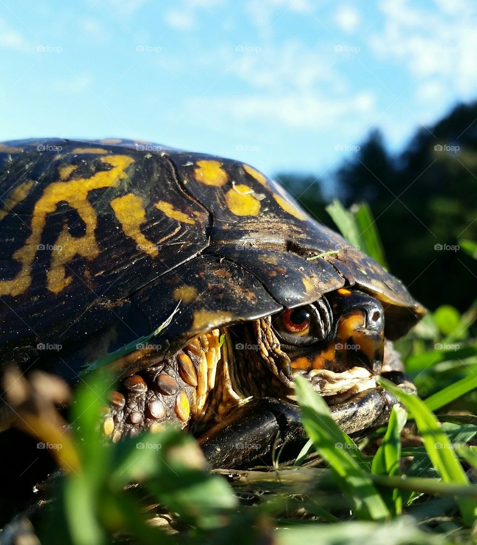 Eastern Box Turtle