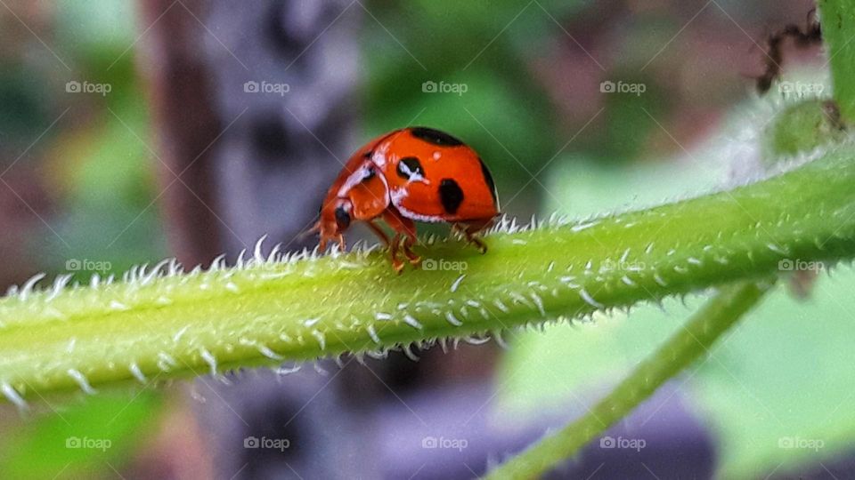 ladybug