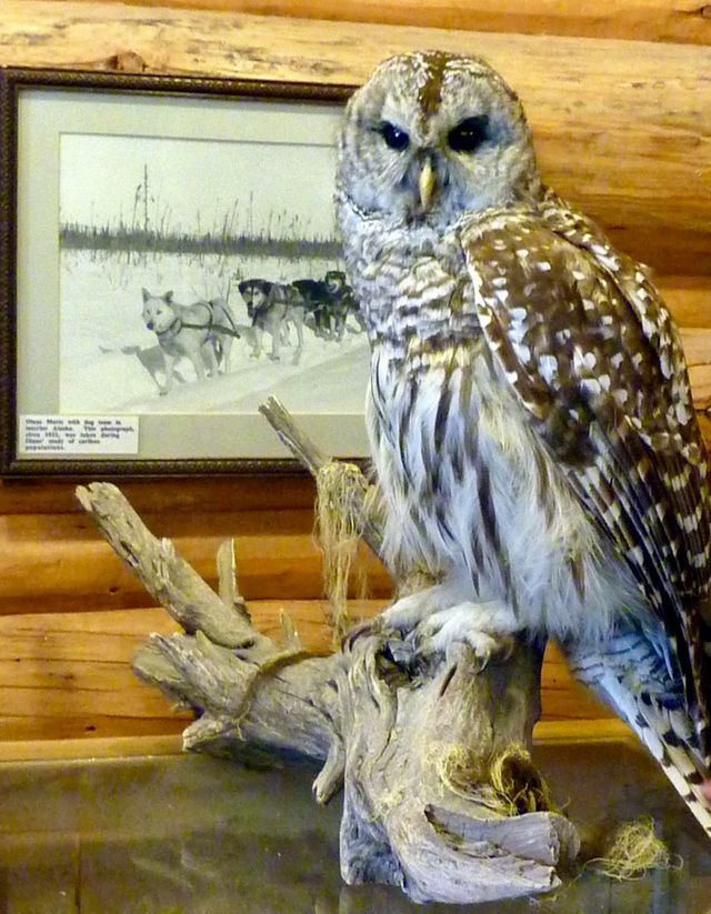 Stuffed Owl