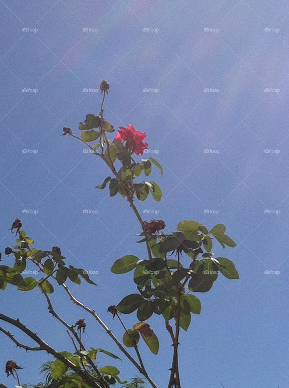 sky nature pink red by Peppermint