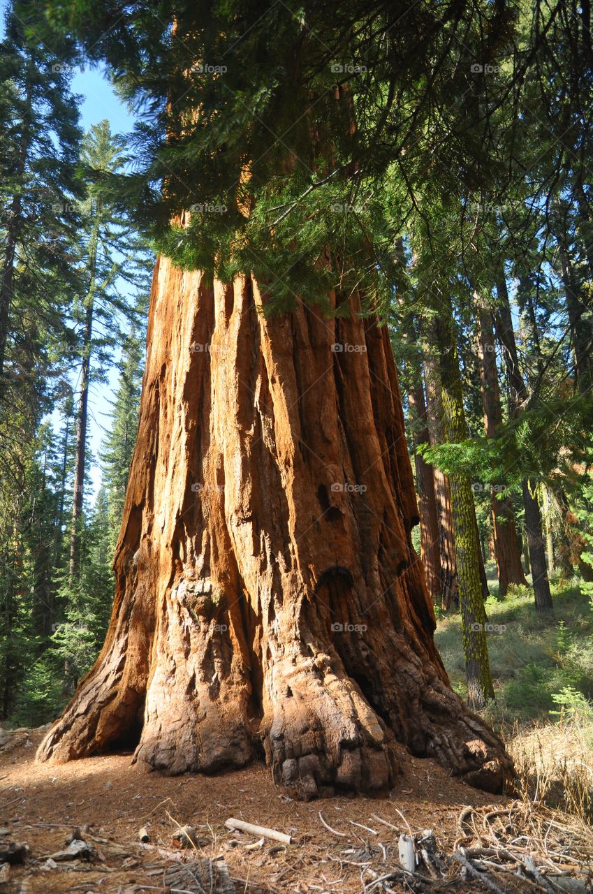 Redwoods hiking