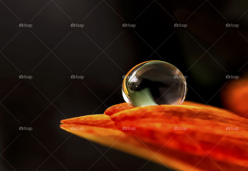 Water drops and flower.