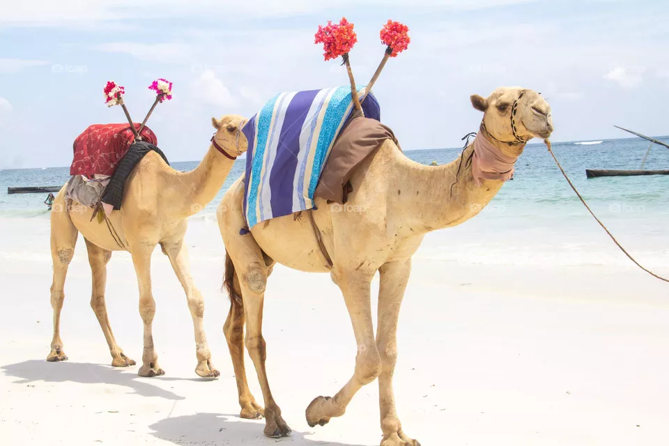Camels are amazing