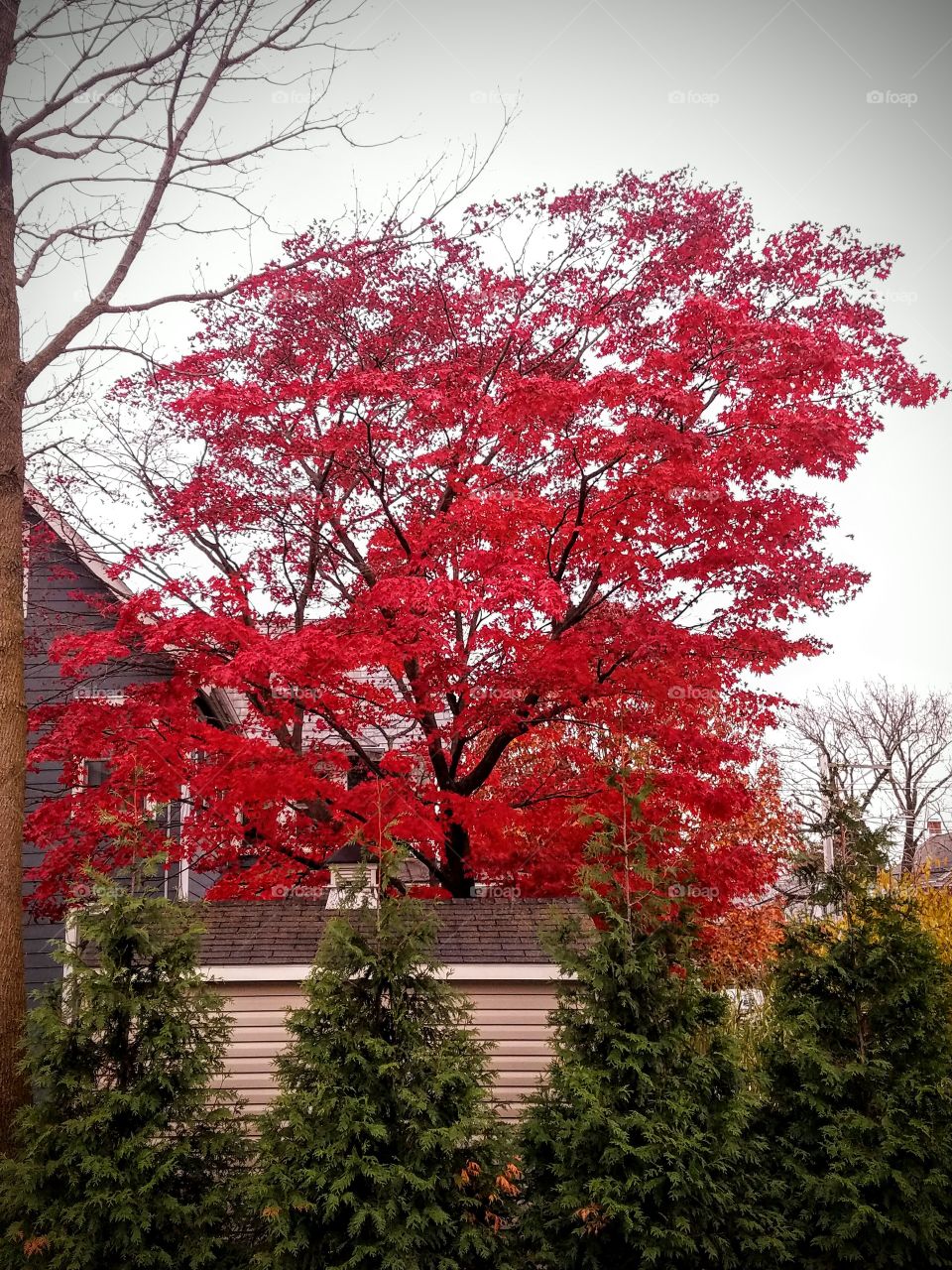 Bright Red Maple Tree with Pine Trees in Foreground