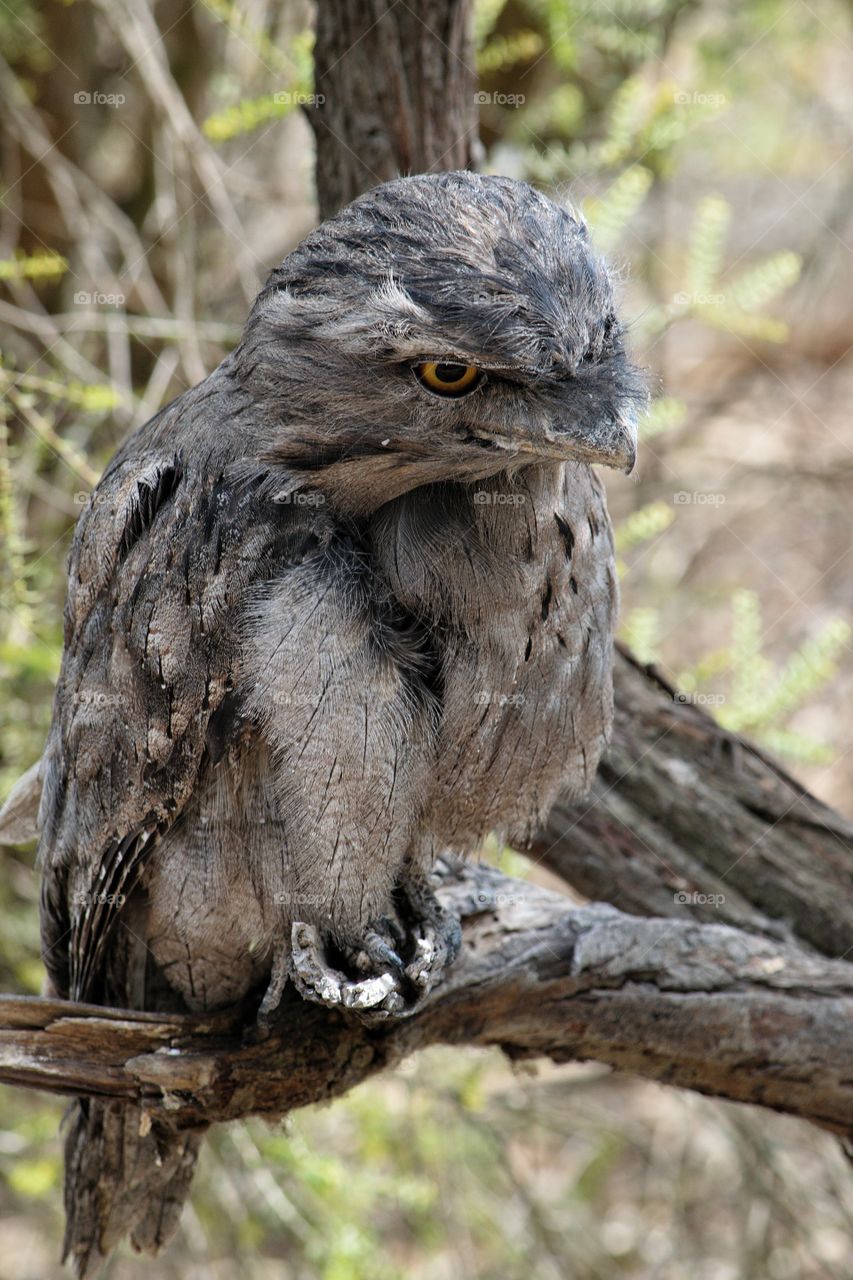 Tawny Frogmouth