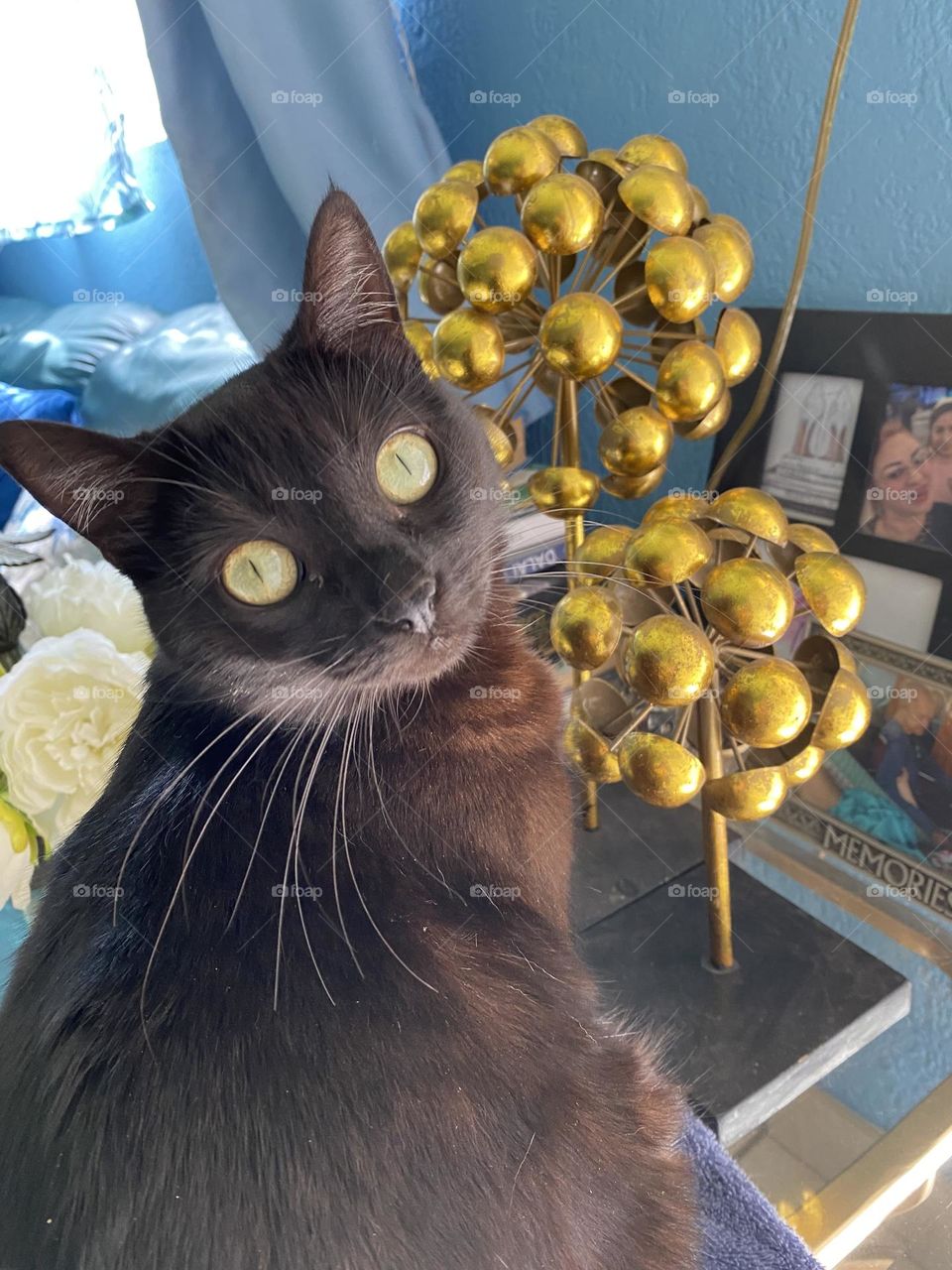 Curiosa gata posando 